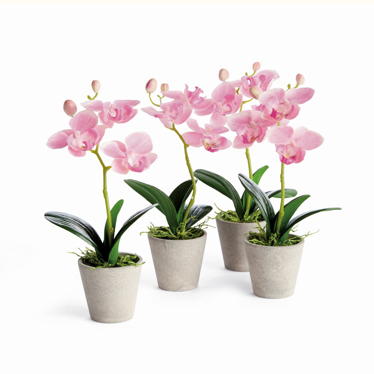 Mini Phalaenopsis Orchids Potted 9 Set Of 4 by Napa Home and Garden