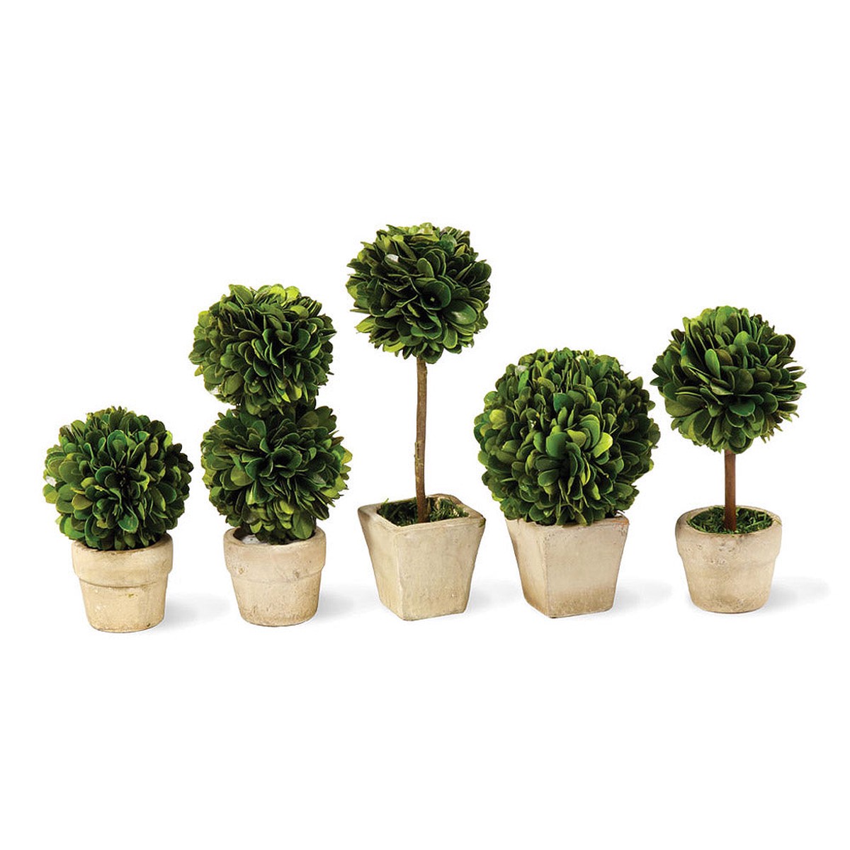 Boxwood Mini Topiaries In Pots Set Of 5 by Napa Home and Garden