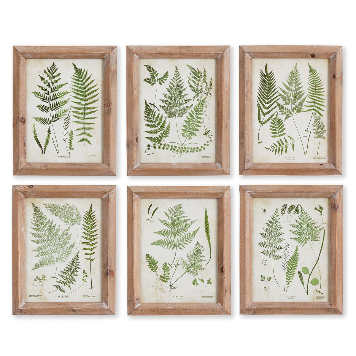 Assorted Frond Study Petite Set Of 6 by Napa Home and Garden
